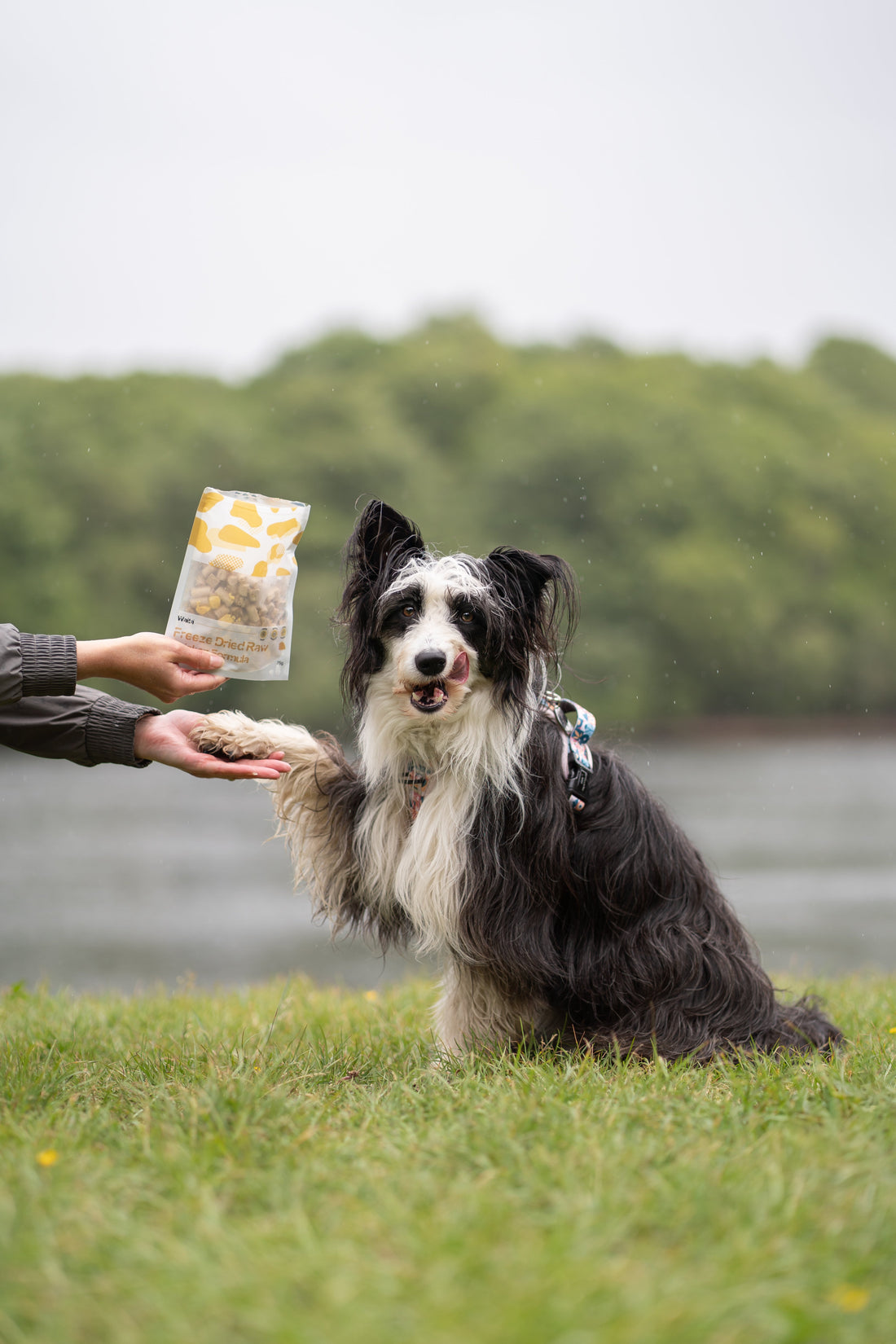 Why Hand Feeding Can Be A Game-Changer For Your Dog