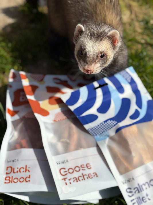 What’s in Our Ferrets’ Diet?