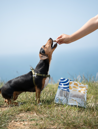 Why Hand Feeding Can Be A Game-Changer For Your Dog
