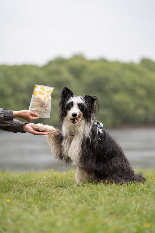 Why Hand Feeding Can Be A Game-Changer For Your Dog