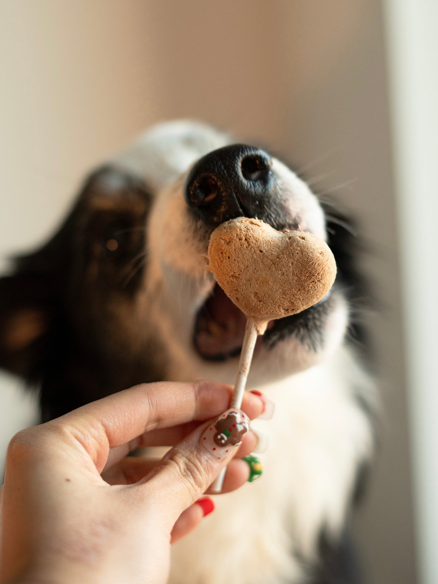 🎄Waita Freeze-Dried Christmas Cracker for Dogs & Cats