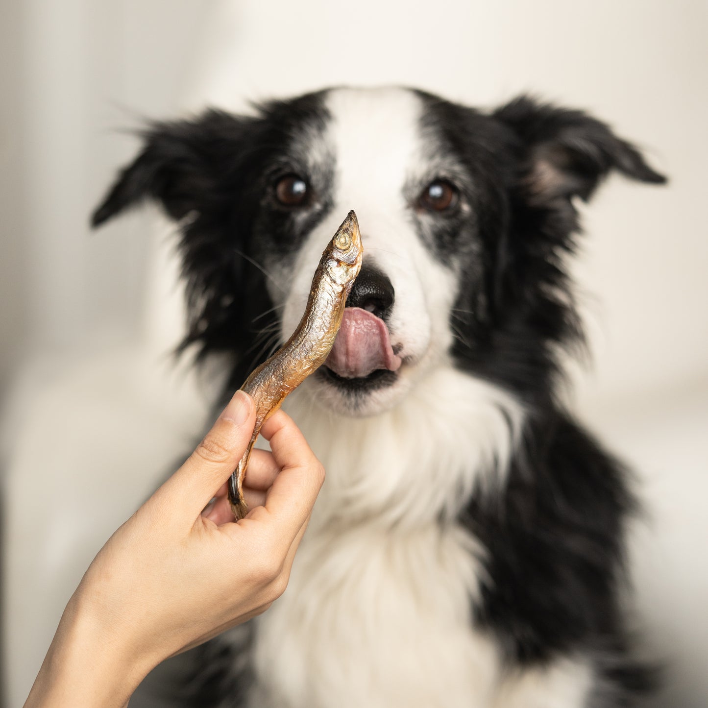 Waita Freeze Dried Capelin Dog/Cat Pet Treats 40g/300g