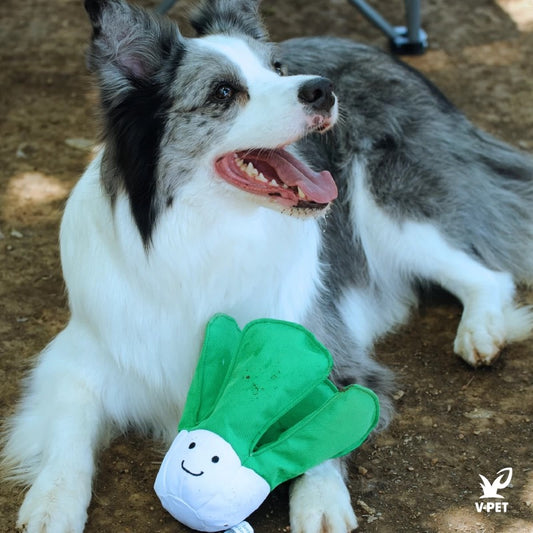 Cabbage – I Love Vegetables Collection 🥬💚