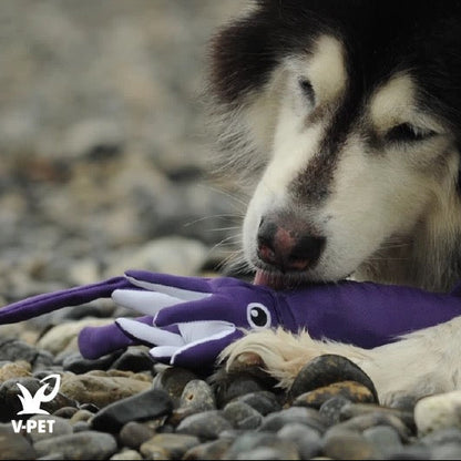 Squid – Save Our Seas Collection 🌊🦑