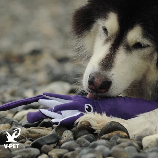 Squid – Save Our Seas Collection 🌊🦑