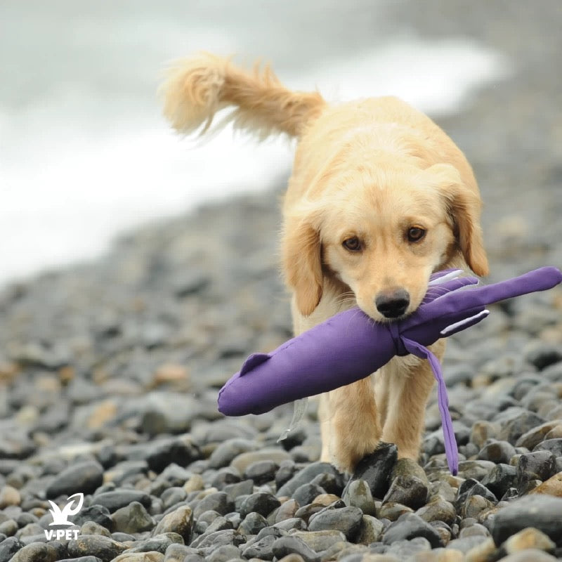 Squid – Save Our Seas Collection 🌊🦑