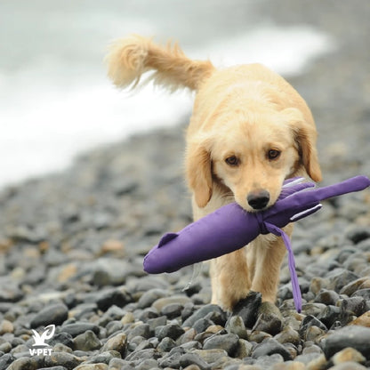 Squid – Save Our Seas Collection 🌊🦑