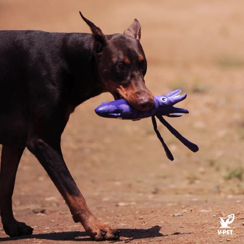 Squid – Save Our Seas Collection 🌊🦑